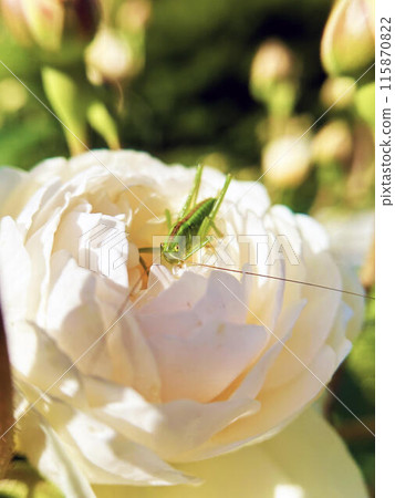 Grasshopper on a rose 115870822