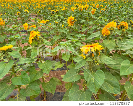 Blooming sunflower farm field, big bright yellow sunflower, agriculture concept harvest 115870827