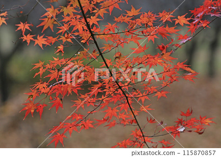 Autumn leaves 115870857