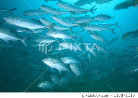 竹莢魚大群 竹莢魚大群 115871110