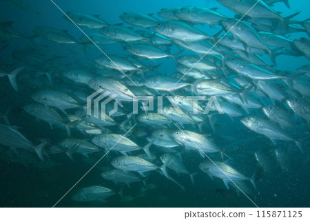 Horde of horse mackerel Horde of horse mackerel 115871125
