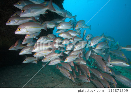 粉紅鯛魚學校 粉紅鯛魚學校 115871299