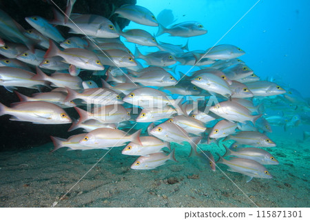 School of pink snappers School of pink snappers 115871301