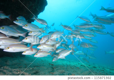 School of pink snappers School of pink snappers 115871302