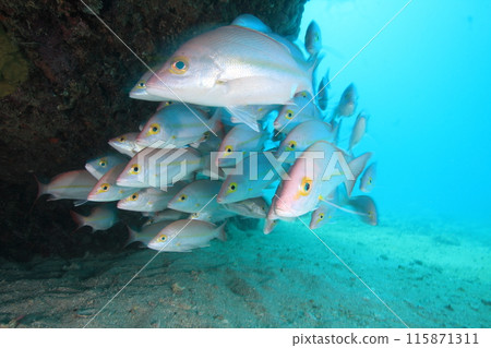 粉紅色的魚 115871311