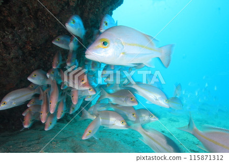 Pink fish Pink fish 115871312
