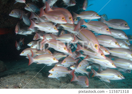 Pink fish 115871318