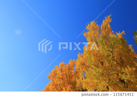 銀杏變黃了 115871451