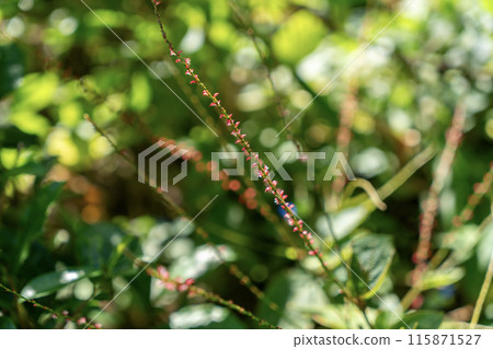 Red water lily 115871527