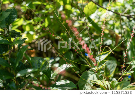 Red water lily Red water lily 115871528