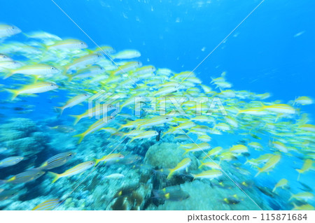 Summery underwater scenery: Yellow fish Summery underwater scenery: Yellow fish 115871684