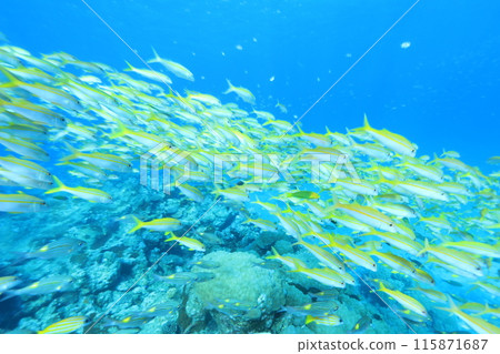 夏季水下景觀黃魚 夏季水下景觀黃魚 115871687