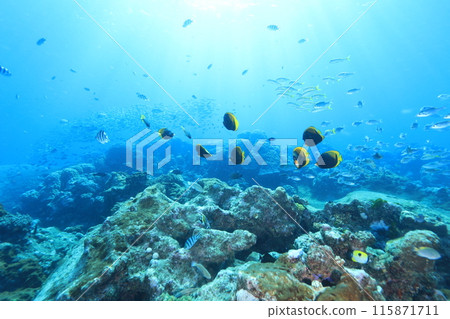 美麗的藍色大海和多樣化的生物 115871711