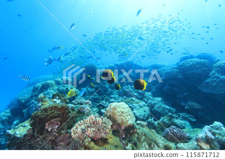 Beautiful blue sea and diverse life Beautiful blue sea and diverse life 115871712