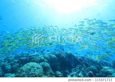 Beautiful blue sea and diverse life Beautiful blue sea and diverse life 115871713