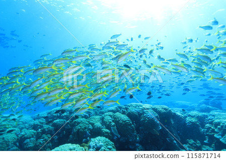 Beautiful blue sea and diverse life 115871714