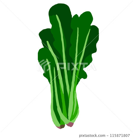spinach spinach 115871807
