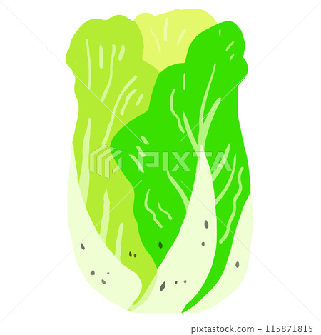 Cabbage Cabbage 115871815
