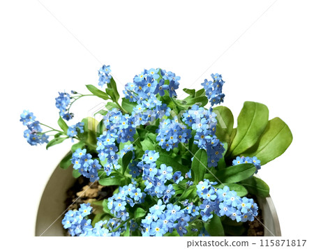 Photo of forget-me-nots in a flowerpot Photo of forget-me-nots in a flowerpot 115871817