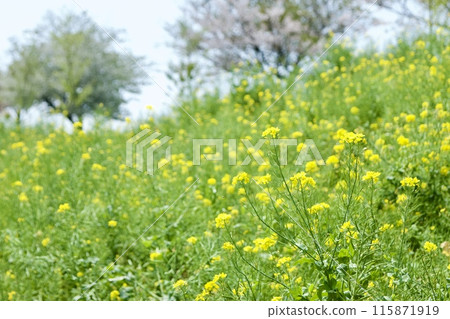 緩坡上的油菜花田 緩坡上的油菜花田 115871919