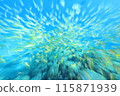 Tropical healing fish 115871939