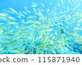 Tropical healing fish 115871940