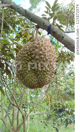 Durian Durian 115872074