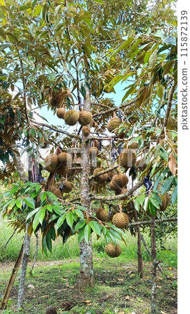 fruits of a durian tree fruits of a durian tree 115872139