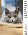 一隻貓盯著你 115872155