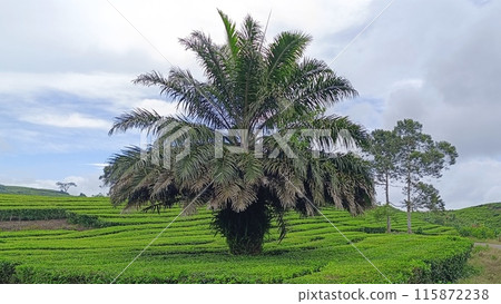 palm tree in tea plantation palm tree in tea plantation 115872238
