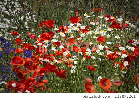 Colorful field of wildflowers with red poppies, daisies, and blue flowers in full bloom Colorful field of wildflowers with red poppies, daisies, and blue flowers in full bloom 115872261