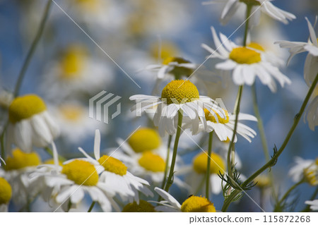 Close-up of beautiful blooming chamomile flowers in a sunny field 115872268