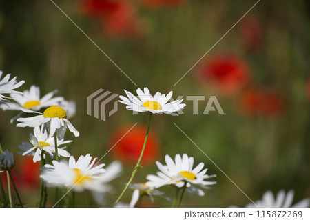 Close-up of white daisies in a field with red poppies in the background 115872269