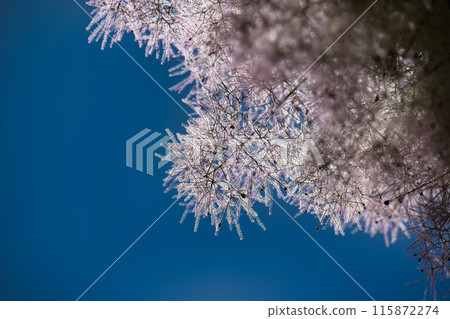 Close-up of purple smoke bush plant with blue sky in background 115872274