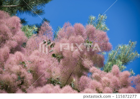 Beautiful pink European smoketree with fluffy blooms under bright blue sky Beautiful pink European smoketree with fluffy blooms under bright blue sky 115872277