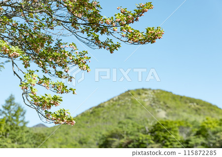 Enkianthus campanulatus flowers shining against the blue sky 115872285