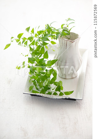 室內植物在明亮的房間裡，白色背景 115872569