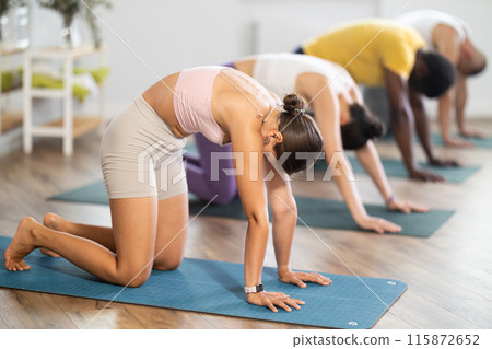 Young woman doing Cat Cow pose at group yoga class Young woman doing Cat Cow pose at group yoga class 115872652