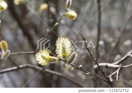 branch in spring nature, blooming flowering buds, willow branches, spring background. 115872732