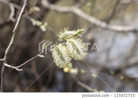 willow branch in spring nature, flowering buds, willow branches, spring background. willow branch in spring nature, flowering buds, willow branches, spring background. 115872733