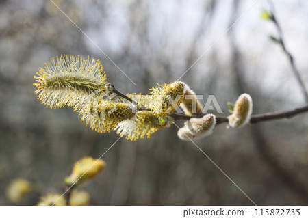 willow branch in spring nature, flowering buds, willow branches, spring background. 115872735