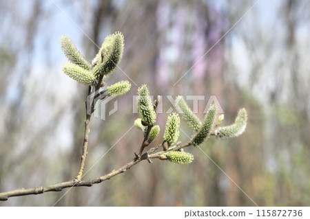 willow branch in spring nature, flowering buds, willow branches, spring background. 115872736