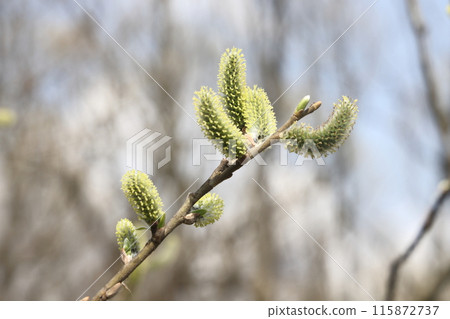 willow branch in spring nature, flowering buds, willow branches, spring background. 115872737