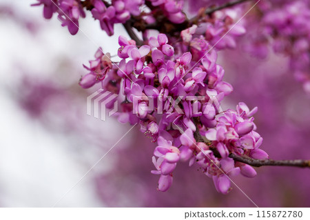 Blooming Cercis tree 115872780