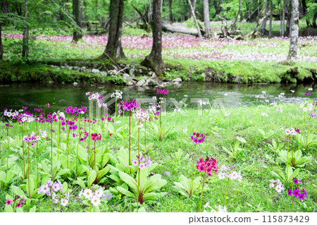 Scenery of Primrose growing in the forest 115873429