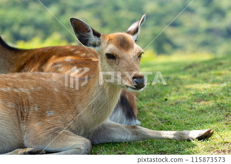 Nara deer cooling off in the shade 115873573