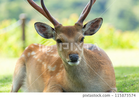 Nara deer cooling off in the shade Nara deer cooling off in the shade 115873574