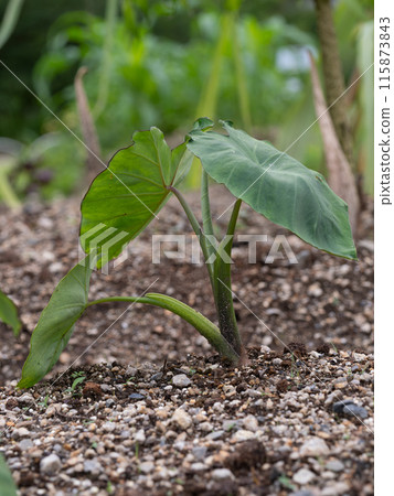 Taro in the field 115873843