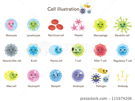 erythrocyte, erythrocytes, red blood cell 115874206
