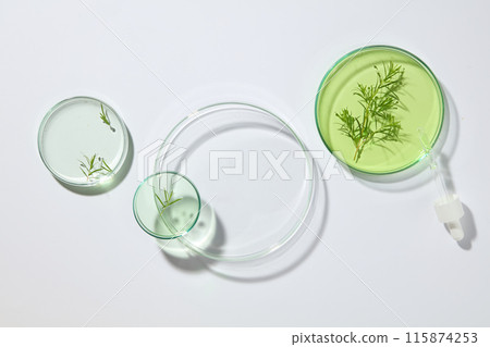 An empty petri dishes surrounded by other petri dishes containing tea tree leaves with liquid. White background. Tea tree oil has been used as a traditional medicine 115874253